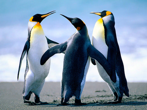 Perfect Penguins