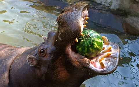 Hungry Hippo